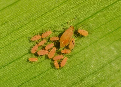Большая злаковая тля (Sitobion avenae) - Picture Insect