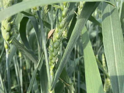 ГлавАгроном - ТОП-12 вредителей зерновых культур