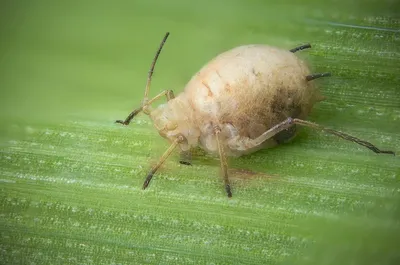 Большая злаковая тля: описание, вред и методы борьбы с вредителем | Bayer  Crop Science Беларусь