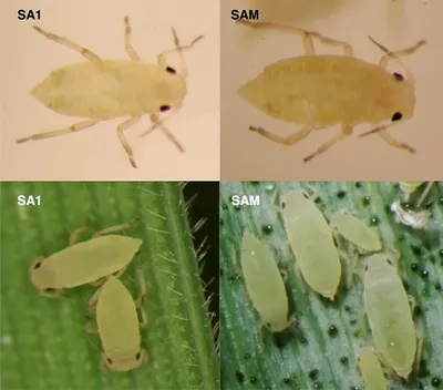 Розанно-злаковая тля | Торговый Дом «КЧХК»