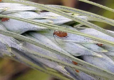 Ивово-морковная тля не боится пиретроидов - Пестициды.by - средства защиты  растений