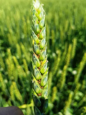 Тля капустная: описание, симптомы и методы борьбы с вредителем | Bayer Crop  Science Беларусь