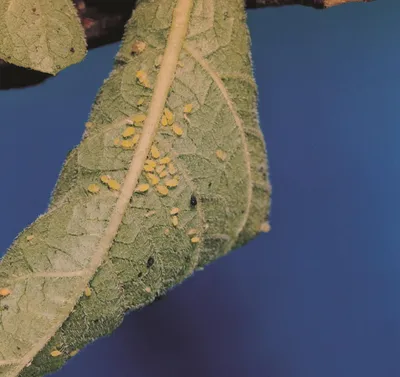 К ПОЗНАНИЮ ТЛЕЙ (HEMIPTERA: STERNORRHYNCHA: APHIDIDAE), ВРЕДЯЩИХ ПШЕНИЦЕ В  СРЕДНЕМ ИРАКЕ – тема научной статьи по биологическим наукам читайте  бесплатно текст научно-исследовательской работы в электронной библиотеке  КиберЛенинка