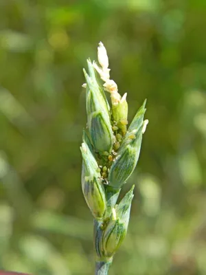 Обыкновенная злаковая тля Вредители | Syngenta