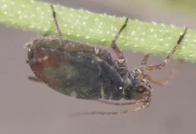 Тля картофельная: описание, симптомы и методы борьбы с вредителем| | Bayer  Crop Science Беларусь