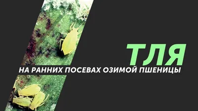 Особенности морфологии тли: жизненные циклы и методы борьбы