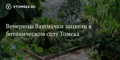 Кампус ТГУ: Сибирский Ботанический сад | ТГУ | Томский государственный  университет | Дзен