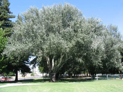 Тополь белый (Populus alba) купить в питомнике Зеленый Максимум