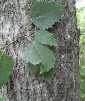 Тополь – дерево и древесина – Populus spp.