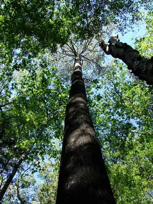 Тополь дерево весной (54 фото) - 54 фото