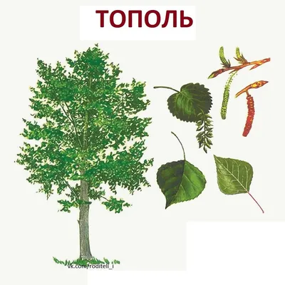 Тополь - Интернет-журнал «Живой лес»