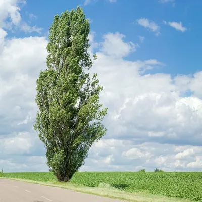 Тополя идеальны для Воронежа». Почему ученые против вырубки деревьев