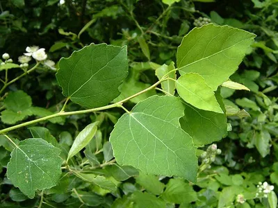 Тополь крупнозубчатый (Populus grandidentata) - PictureThis