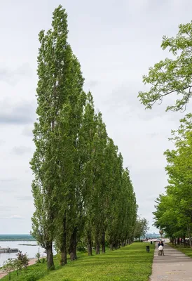 Тополь пирамидальный (Populus pyramidalis)