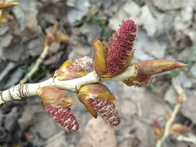 Nature sing - Польза Тополь черный Почки тополя черного используют как  противовоспалительное, антимикробное, обезболивающее, жаропонижающее,  успокаивающее и антисептическое средство. Тополевое эфирное масло применяют  в парфюмерии как душистое вещество ...