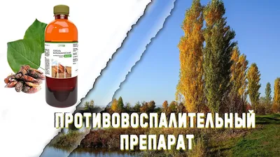 🌳🧡 ПОЧКИ ТОПОЛЯ: СВОЙСТВА, РЕЦЕПТЫ | Богдана Ильина | Дзен