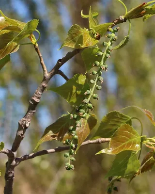 Тополь бальзамический, низкорослая форма