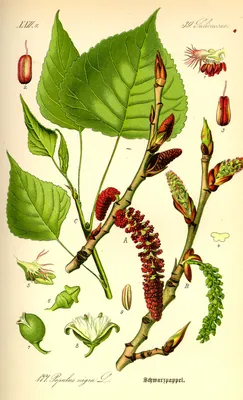 Коллекции растений ЦСБС СО РАН - Populus alba × P. bolleana