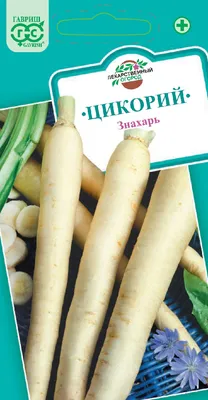 Чем ценен цикорий и что из него можно приготовить
