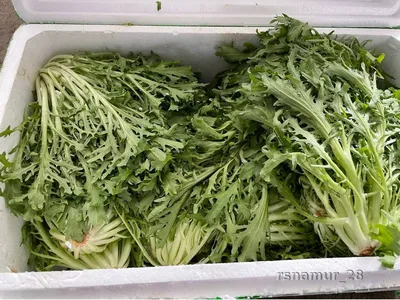 Puntarelle Цикорий Спаржи Итальянский Зимний Овощ — стоковые фотографии и  другие картинки Цикорий - iStock