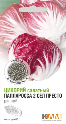 Чтобы зимой быть с цикорием - Журнал Хозяин