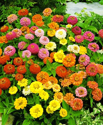 Файл:Zinnia elegans 0.11 R.jpg — Википедия