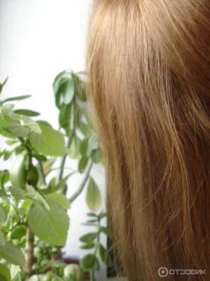 Краска для волос Garnier Color Naturals 8 Пшеница - купить с доставкой в  Vprok.ru Перекрёсток по цене 252.00 руб.