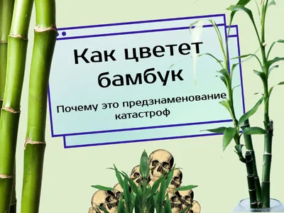 Как цветет бамбук и почему это явление предвестник катастроф. | KRIS.KLO  интересные факты | Дзен