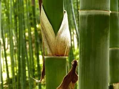 Семена Бамбук чёрный (Phyllostachys Nigra), 20 штук | AliExpress