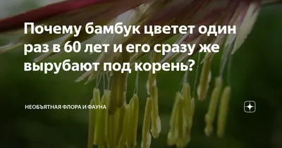Загадка мистического цветения бамбука Хенон, цветущего раз в 120 лет, после  которого он умирает | Восемь лап! | Дзен
