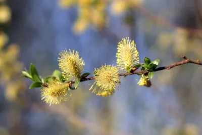 Ива пепельная (Salix cinerea). Ветка ивы во время цветения Stock Photo |  Adobe Stock
