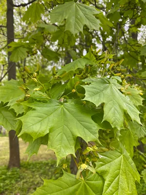 клен остролистный
