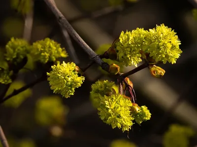 А вы когда нибудь видели как цветет... | Пикабу