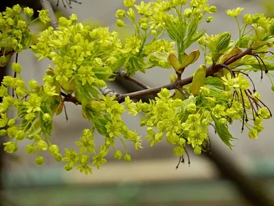 Клен остролистный 'Globosum' | Купить саженцы по цене от 19600 с доставкой  в питомнике Алексеевская Дубрава