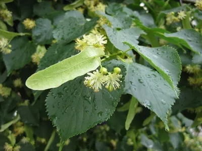 Липа, цветки с листом 50гр Лекра-СЭТ (лат. Tilia cordata Mill)