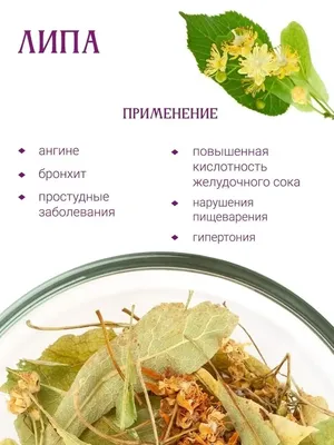 Липовый цвет очень полезен для здоровья | РБК Украина