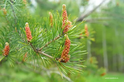 Как цветет сосна обыкновенная (Pinus sylvestris)