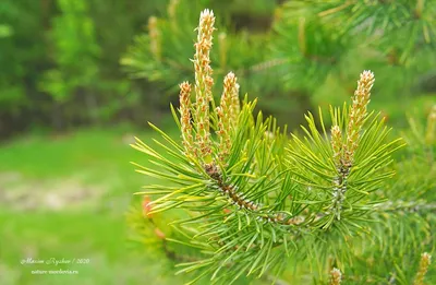 Как цветет сосна обыкновенная (Pinus sylvestris) - Природа Республики  Мордовия