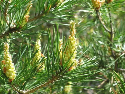 Как цветет сосна обыкновенная (Pinus sylvestris) | Природа в объективе |  Дзен