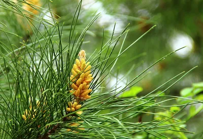 Как цветет сосна обыкновенная (Pinus sylvestris) | Природа в объективе |  Дзен