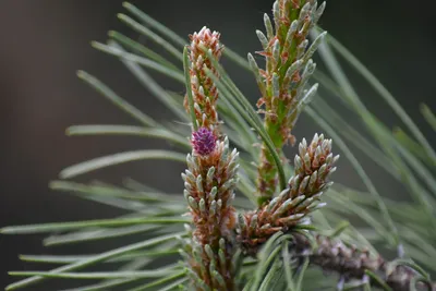 Сосна черная. pinus nigra. Black pine. | ПИТОМНИК ЭКЗОТИЧЕСКИХ ДЕРЕВЬЕВ