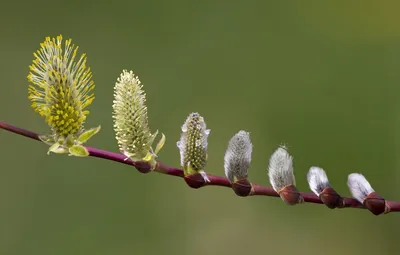Ива золотистоволосистая (Salix sepulcralis)