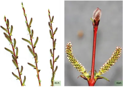 Ива пепельная (Salix cinerea). Ветка ивы во время цветения Stock Photo |  Adobe Stock