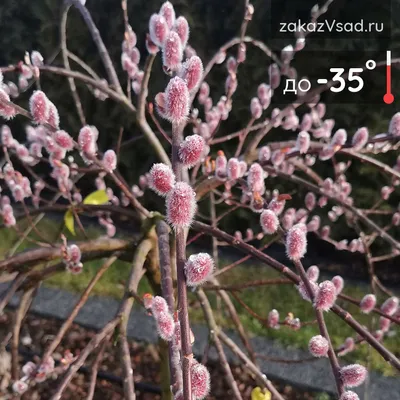 Ива ломкая – дерево и древесина – Salix fragilis