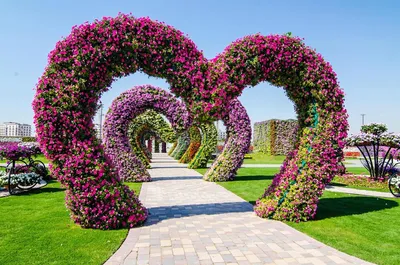Самый большой в мире природный парк цветов: “Dubai Miracle Garden” -  Amusement Logic