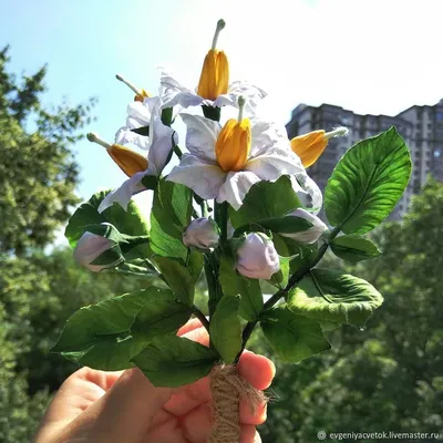 Сиреневые картофеля цветы :: Валентина Пирогова – Социальная сеть ФотоКто