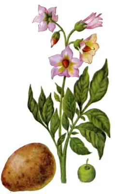 Пирожное \"Картошка\" (Цветок) - НУГА И ЯГОДЫ
