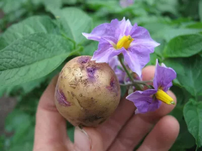 Цветок картофеля (Solanum tuberosum), модель - 1017830 - T210141 -  Двудольные растения - 3B Scientific