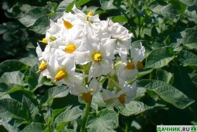Шикарная роза в картошке - как вырастить цветок в корнеплоде — УНИАН