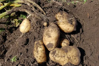 Японская картошка - растение, известное в СССР как кремлевская трава